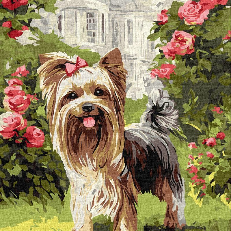 Picturi pe numere cu Animale - Yorkie in curte